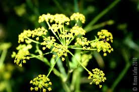 fennel