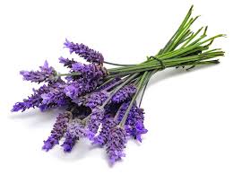 lavender